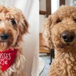 Goldendoodle F1B vs F2B: A Comprehensive Comparison of Two Popular Hybrid Generations