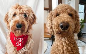 Goldendoodle F1B vs F2B: A Comprehensive Comparison of Two Popular Hybrid Generations