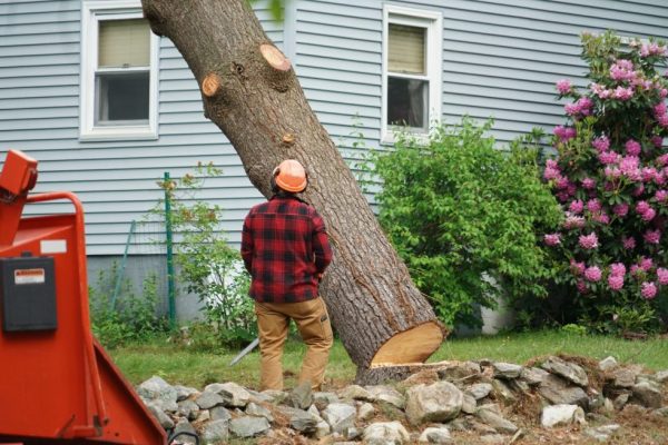 How to Identify When You Need a Tree Service: Signs to Look For