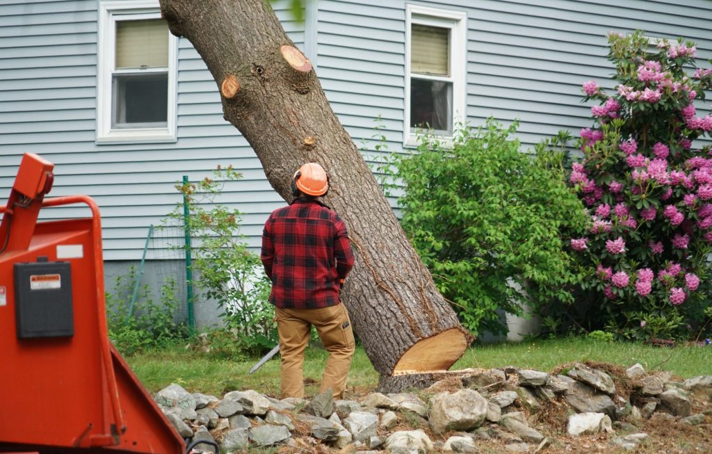 How to Identify When You Need a Tree Service: Signs to Look For